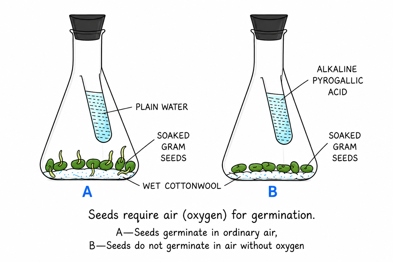 Longitudinal Section of Maize Grain